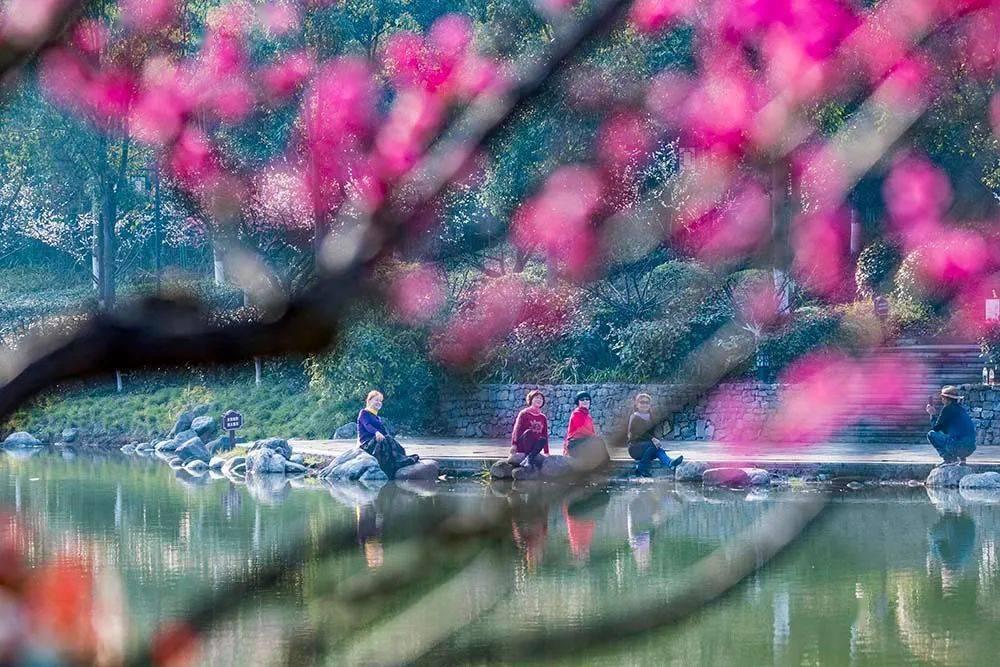 求助这是什么花